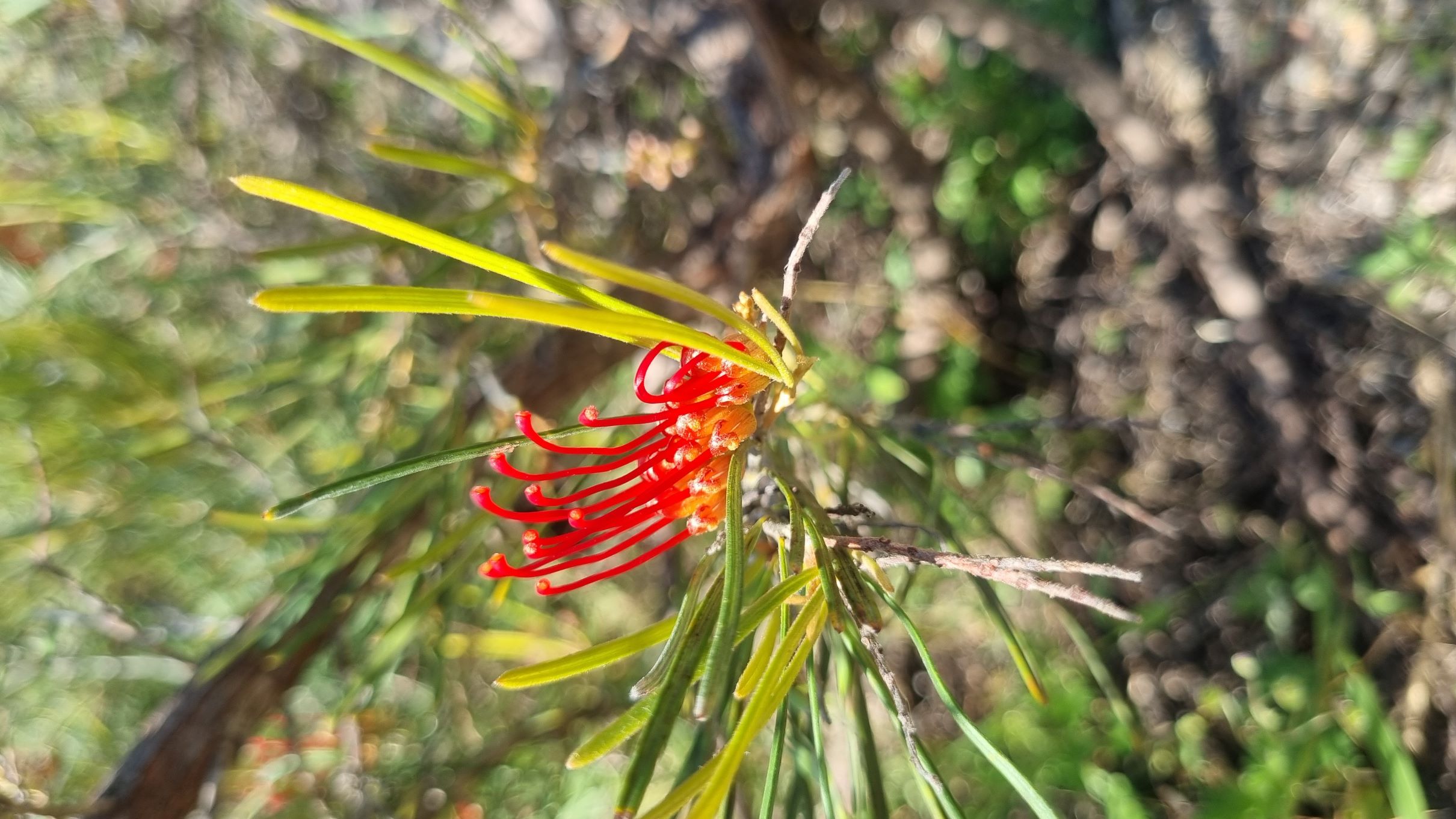 concinna subsp. lehmanniana